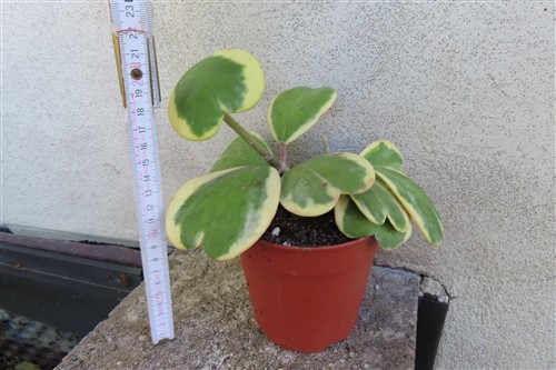 Hoya kerrii variegata – Bild 2