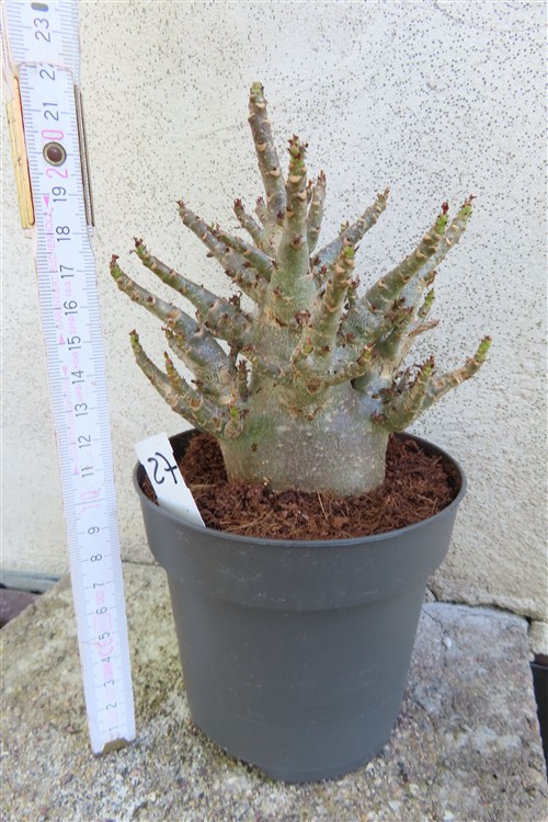 Adenium Baobab – Bild 2