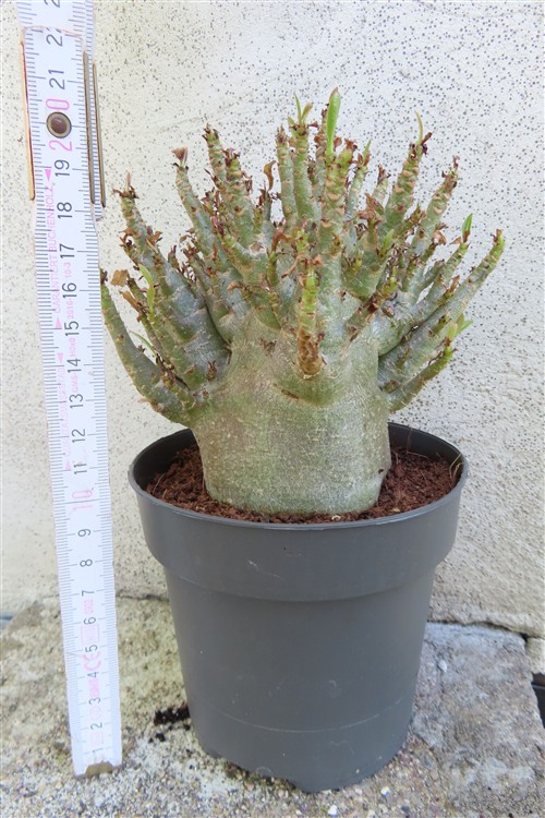Adenium Baobab – Bild 2