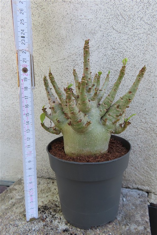 Adenium Baobab – Bild 2