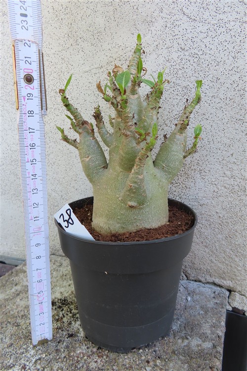 Adenium Baobab – Bild 2