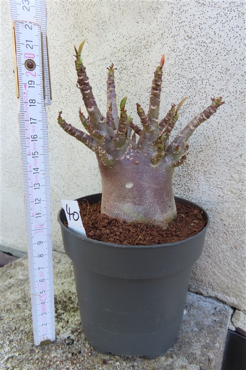 Adenium Baobab – Bild 2