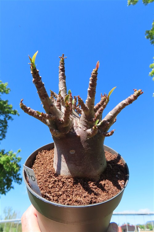 Adenium Baobab – Bild 3
