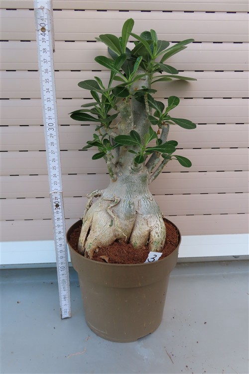 Adenium arabicum – Bild 2