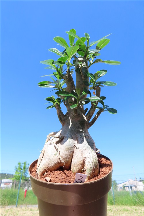Adenium arabicum – Bild 3