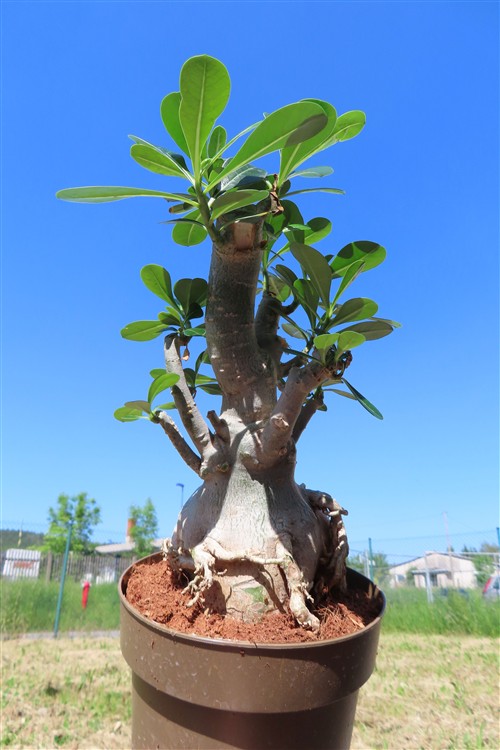 Adenium arabicum – Bild 4