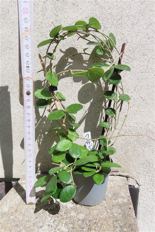 Hoya mathilde – Bild 3