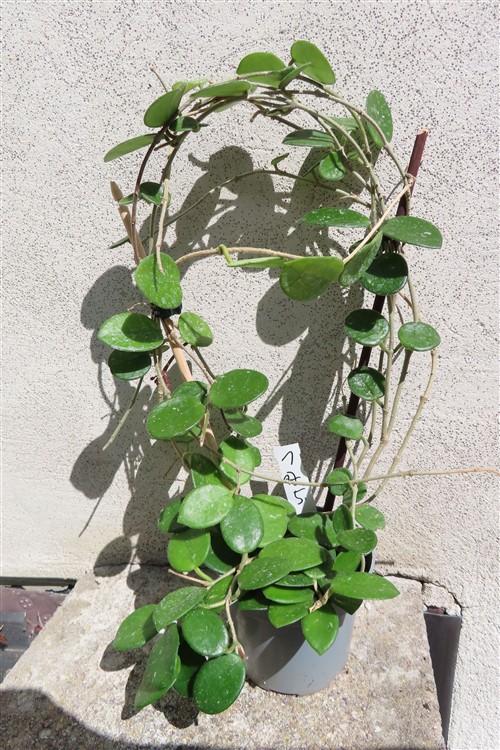 Hoya mathilde – Bild 2