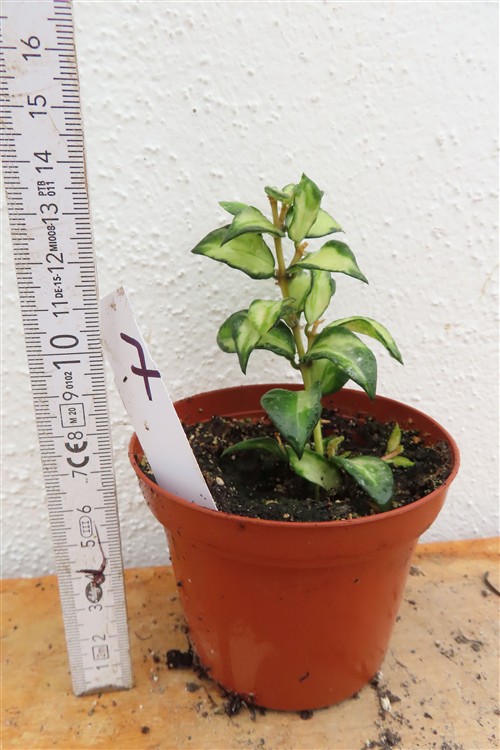Hoya sp. Bruno – Bild 2