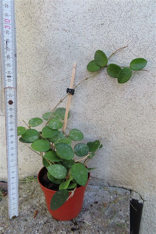 Hoya mathilde splash – Bild 2