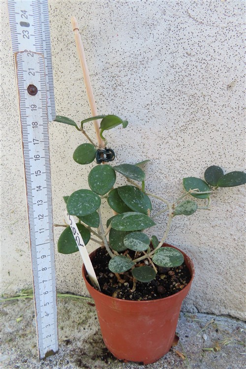 Hoya mathilde splash – Bild 2