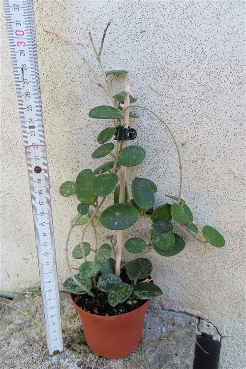 Hoya mathilde splash – Bild 2