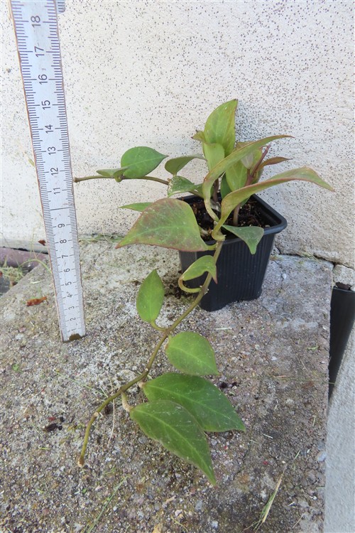 Hoya Sunrise – Bild 2