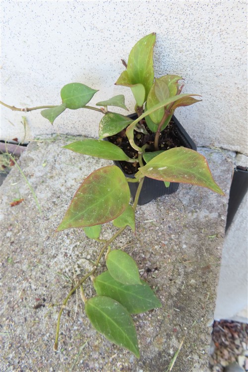 Hoya Sunrise – Bild 3