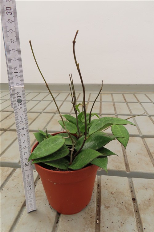 Hoya parasitica black edge – Bild 3