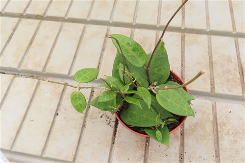 Hoya parasitica black edge – Bild 2
