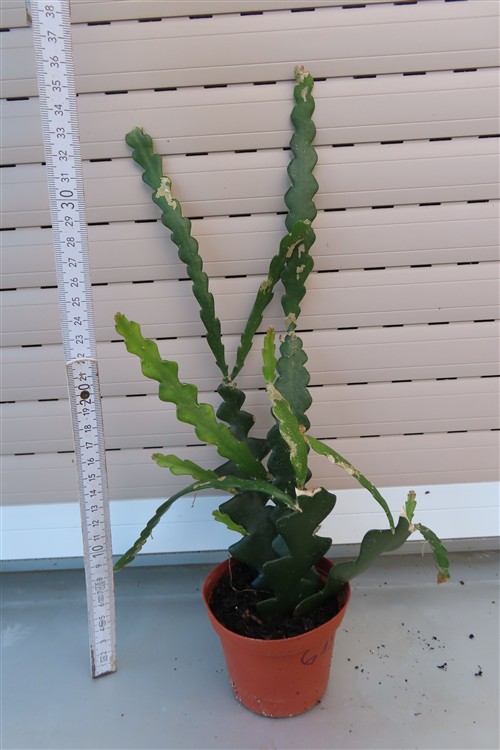 Cryptocereus anthonyanus – Bild 2