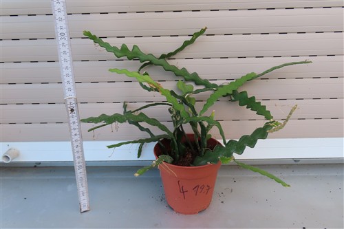 Cryptocereus anthonyanus – Bild 2
