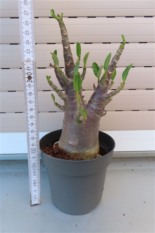 Adenium Baobab – Bild 3