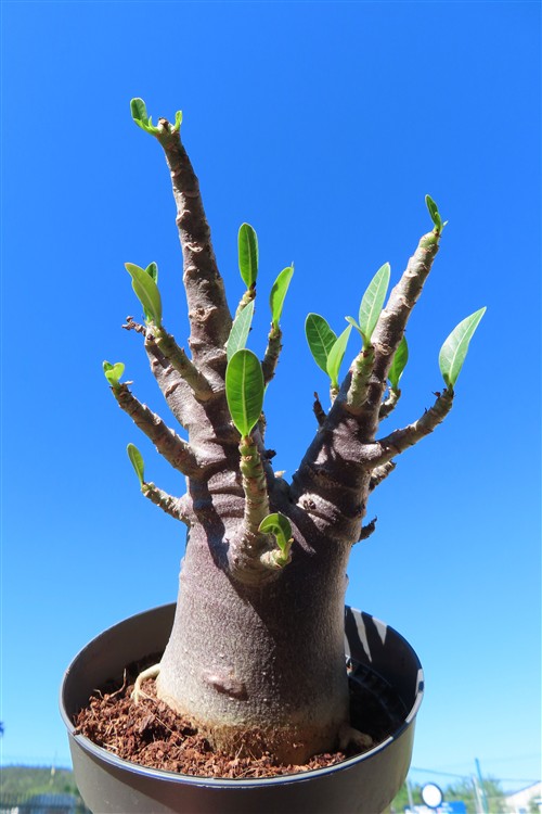 Adenium Baobab – Bild 2