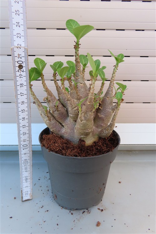 Adenium Baobab – Bild 3