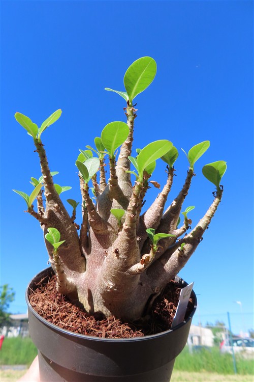 Adenium Baobab – Bild 2