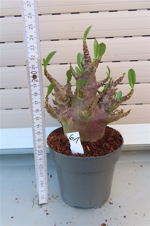 Adenium Baobab – Bild 3