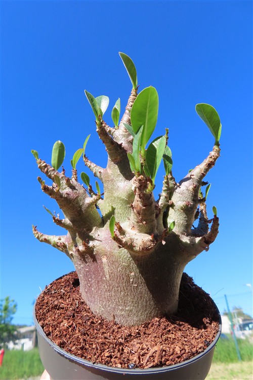 Adenium Baobab – Bild 2