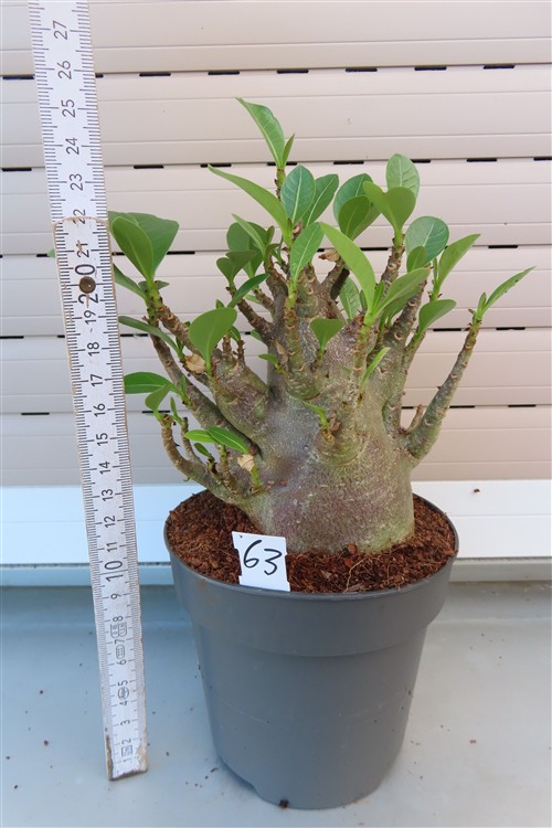 Adenium Baobab – Bild 3