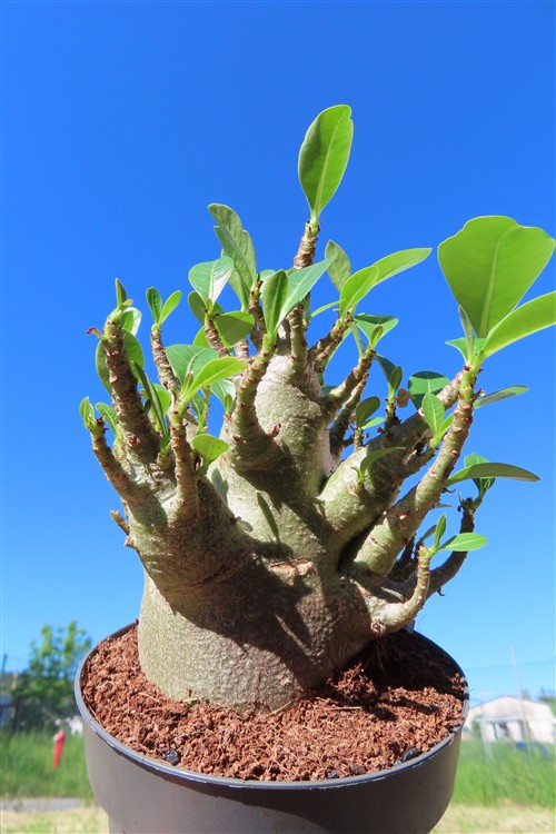 Adenium Baobab – Bild 2