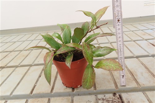 Hoya Sunrise – Bild 2