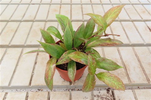 Hoya Sunrise – Bild 3