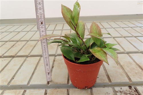 Hoya Sunrise – Bild 2