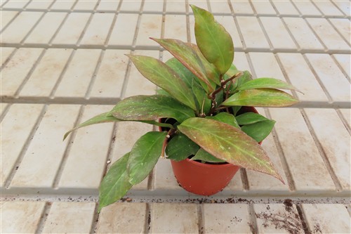Hoya Sunrise – Bild 3