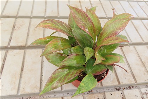 Hoya Sunrise – Bild 2