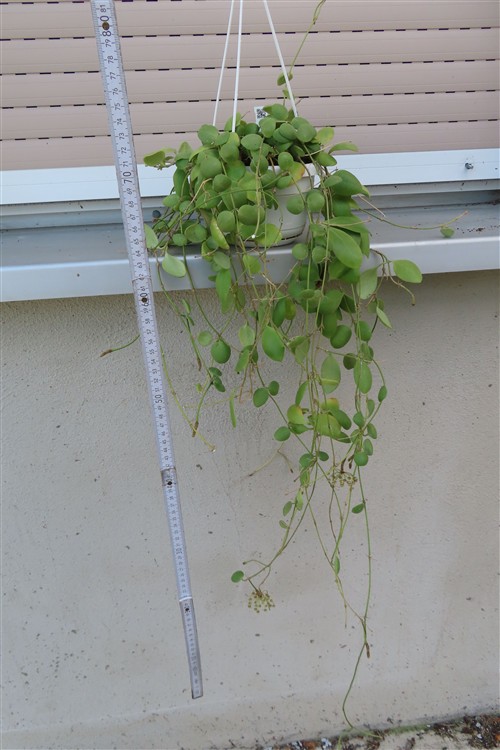 Hoya brevialata – Bild 2