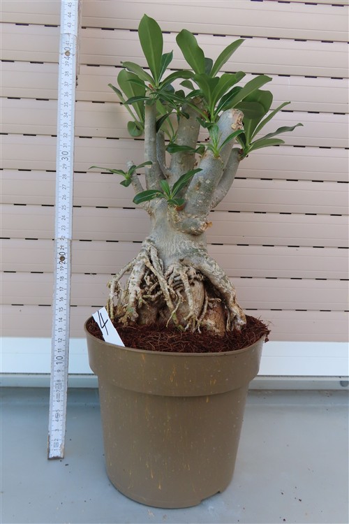 Adenium arabicum – Bild 4