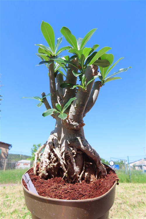 Adenium arabicum – Bild 3