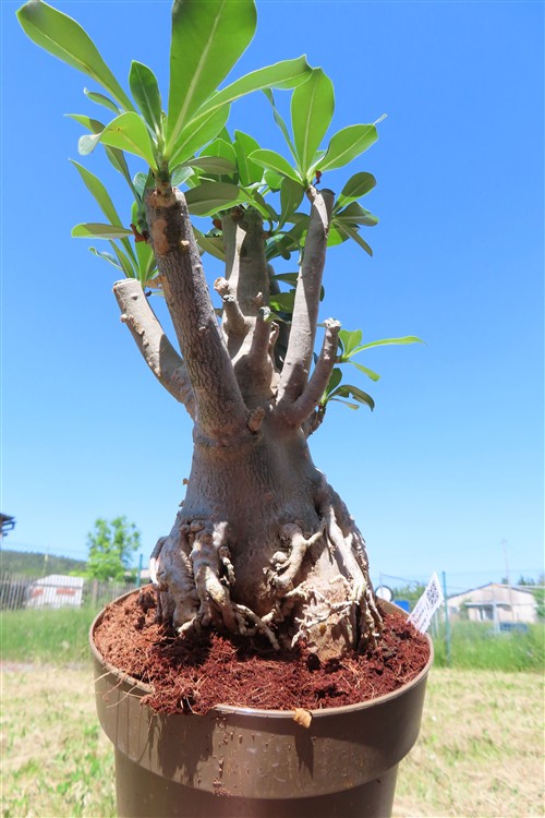 Adenium arabicum – Bild 2