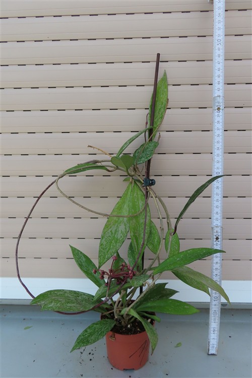 Hoya pubicalix splash Silver Spot – Bild 2