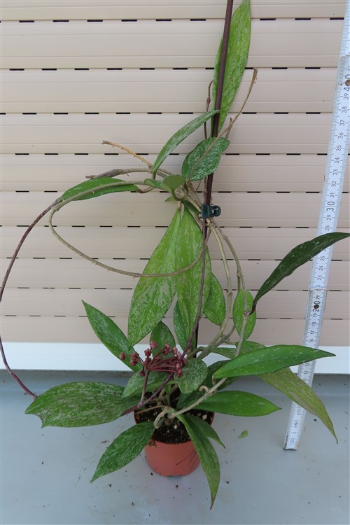 Hoya pubicalix splash Silver Spot – Bild 3