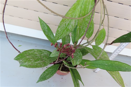 Hoya pubicalix splash Silver Spot – Bild 4