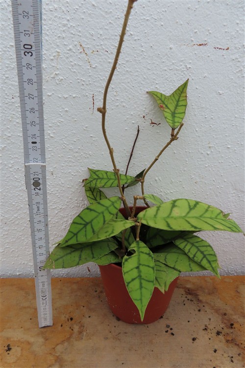 Hoya callistophylla KAL 16 Star of Samoa – Bild 2