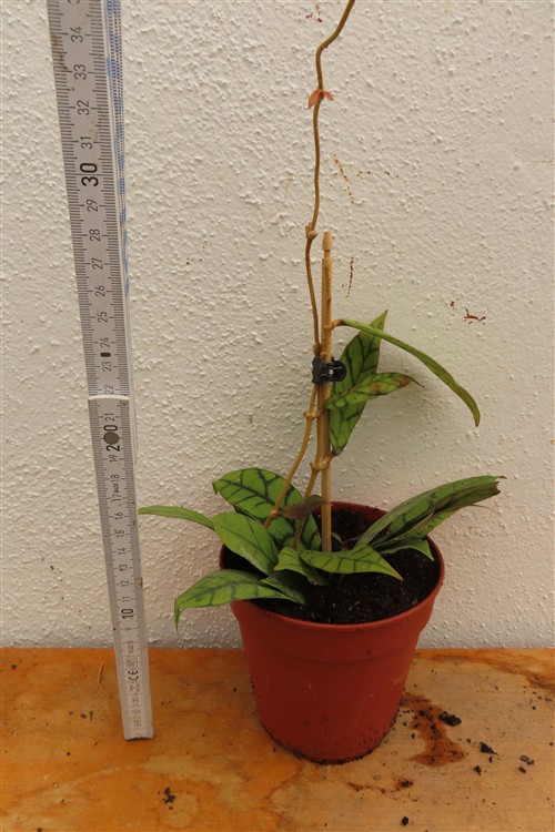 Hoya callistophylla KAL 16 Star of Samoa – Bild 2