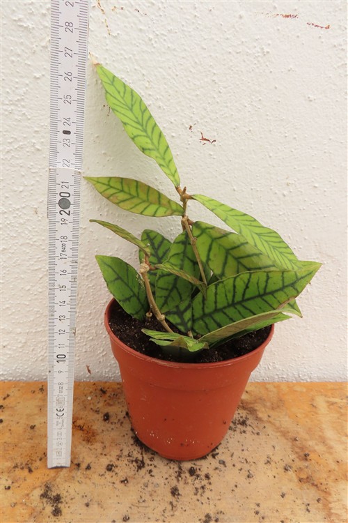 Hoya callistophylla KAL 16 Star of Samoa – Bild 2