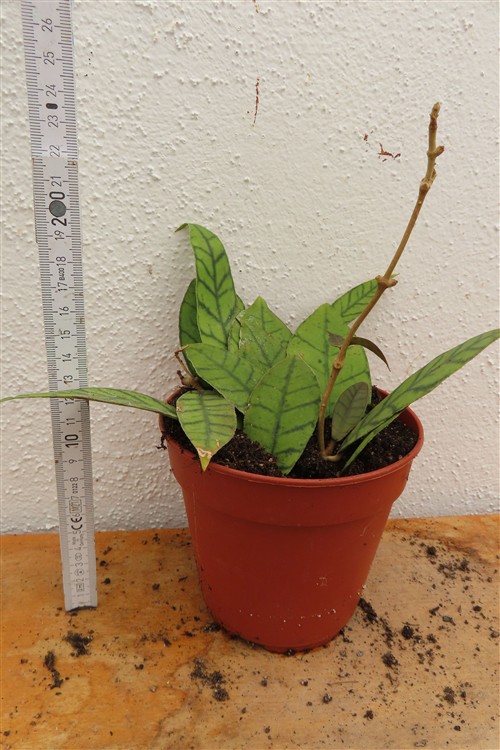 Hoya callistophylla KAL 16 Star of Samoa – Bild 2