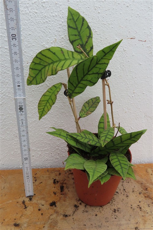 Hoya callistophylla KAL 16 Star of Samoa – Bild 2