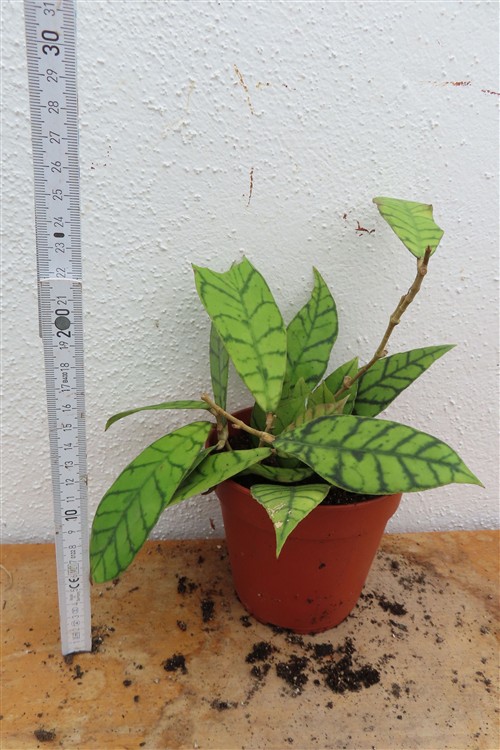 Hoya callistophylla KAL 16 Star of Samoa – Bild 2