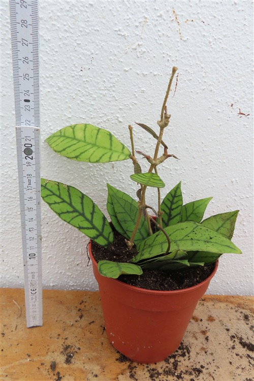 Hoya callistophylla KAL 16 Star of Samoa – Bild 2
