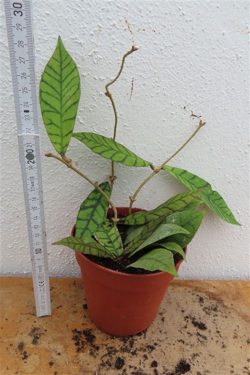 Hoya callistophylla KAL 16 Star of Samoa – Bild 2